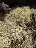 Image of <i>Usnea contexta</i> Motyka