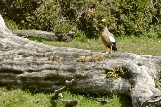 Image of Ruddy-headed Goose