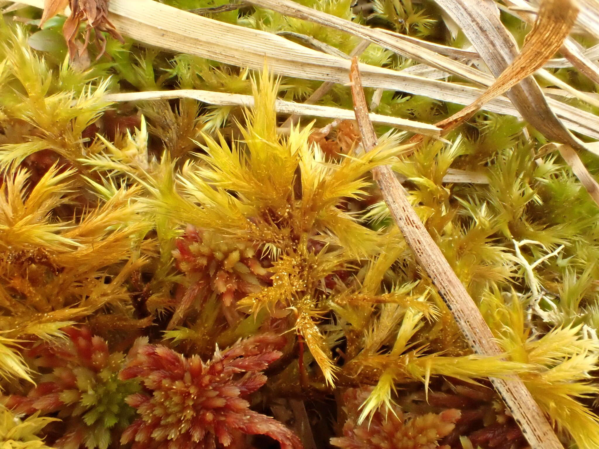 Image of tomentypnum moss