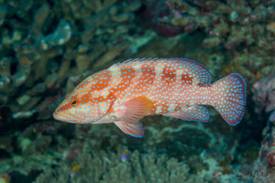 Cephalopholis miniata (Forsskål 1775) resmi