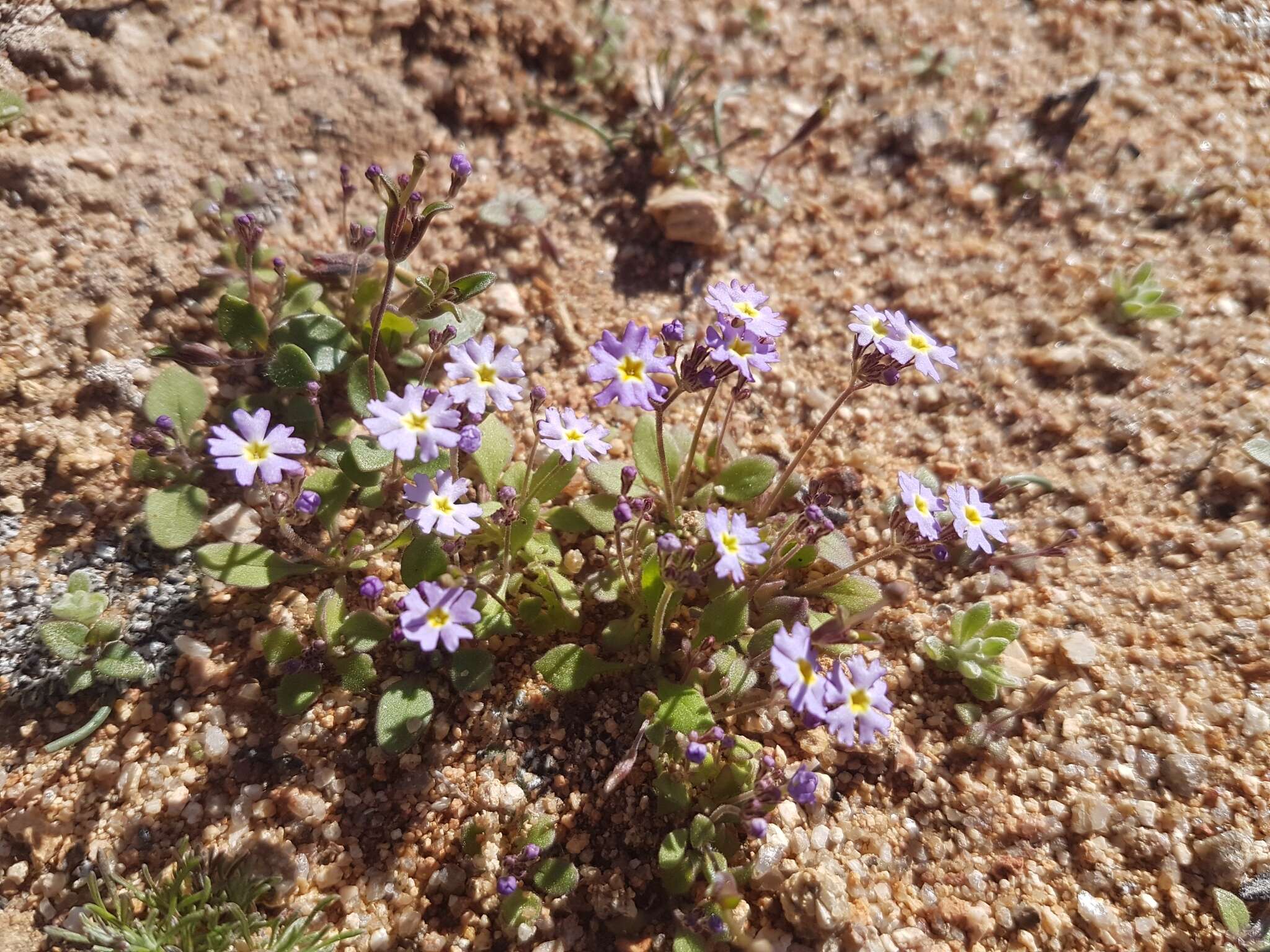 Image of Manulea silenoides E. Mey. ex Benth.