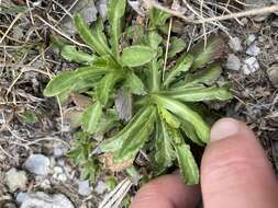 Image de Scabiosa lacerifolia Hayata