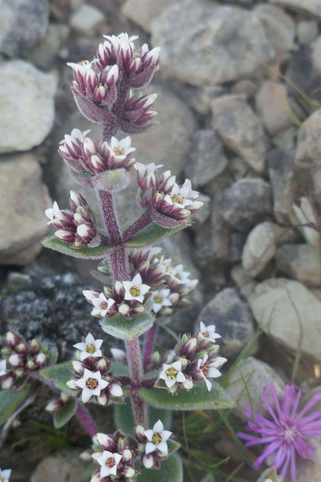 Image of Crassula natalensis Schönl.