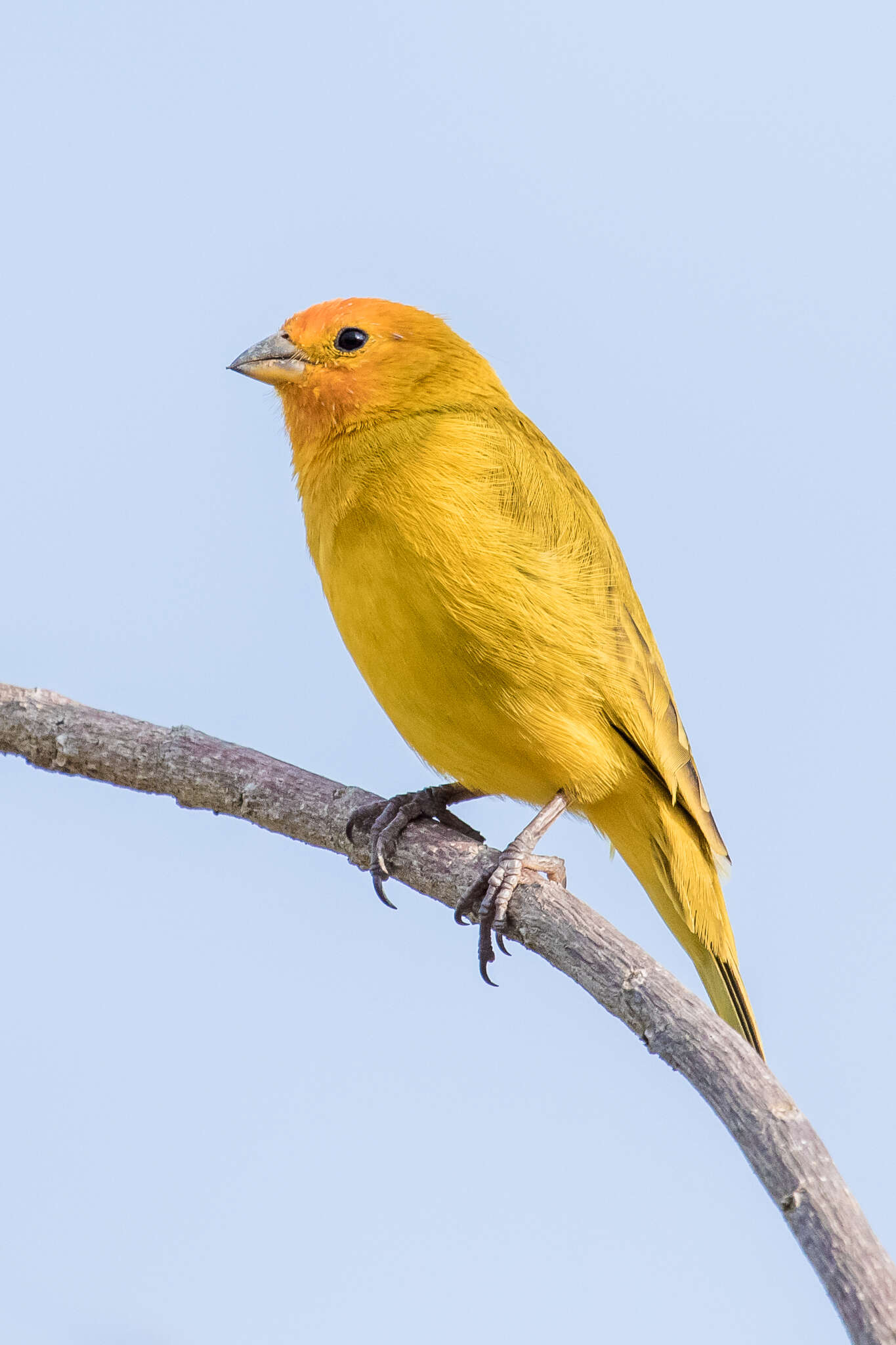 Image of Sicalis flaveola flaveola (Linnaeus 1766)