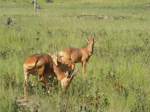 Image of Lelwel Hartebeest