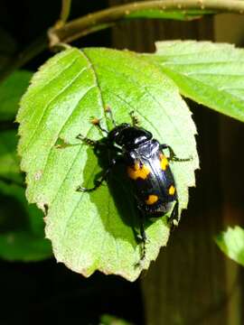 Nicrophorus (Nicrophorus) orbicollis (Say 1825) resmi