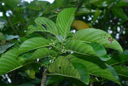 Imagem de Dendrocnide kotoensis (Hayata ex Yamam.) B. L. Shih & Yuen P. Yang