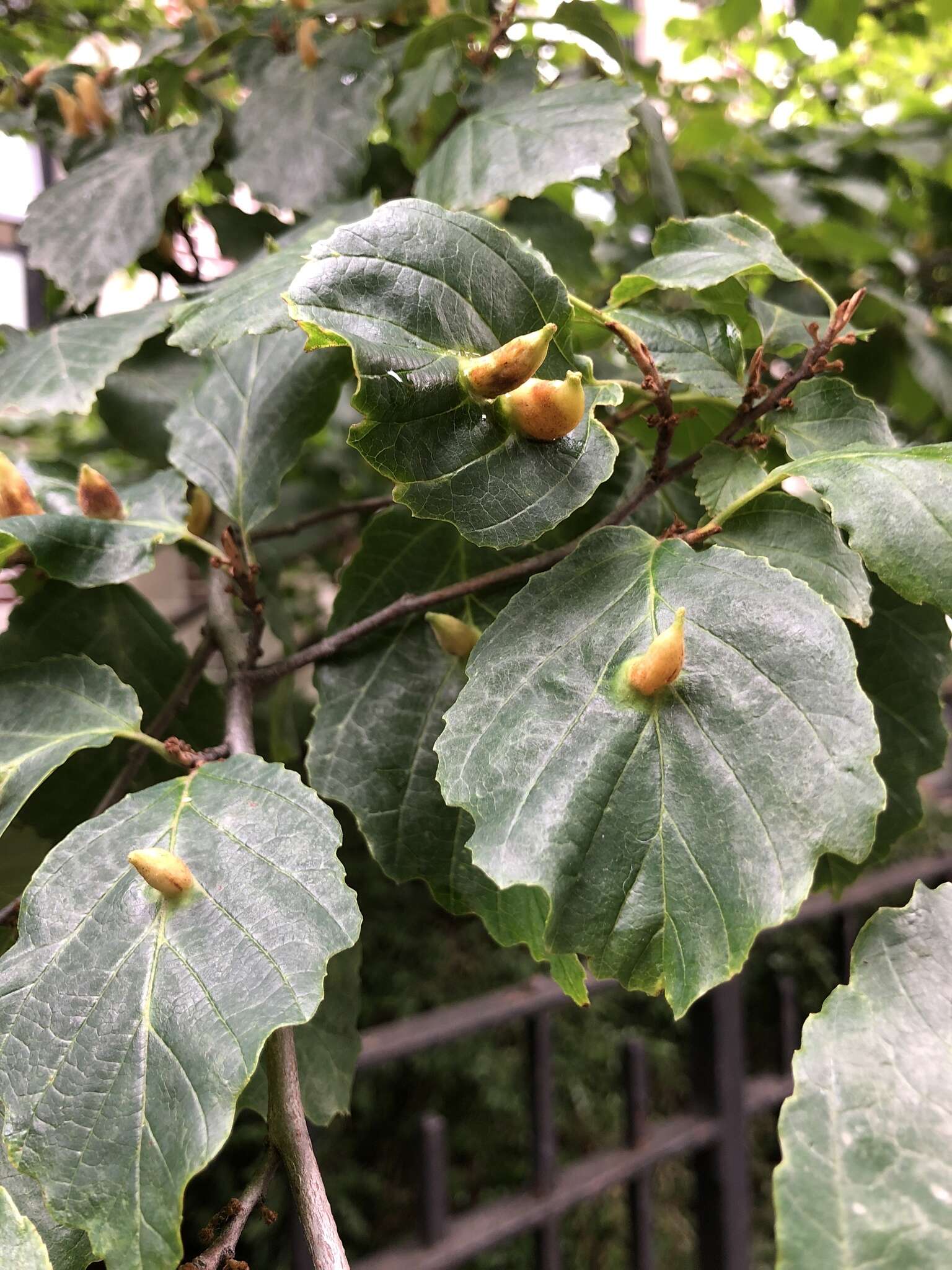 Image of Witch Hazel Cone Gall Aphid