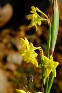 Image of Moraea reflexa Goldblatt