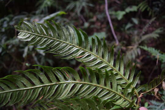 Image of Woodwardia spinulosa Mart. & Gal.