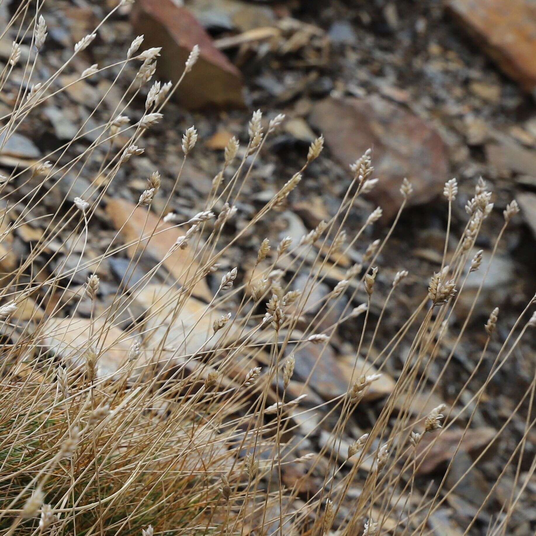 Image of Oreochloa disticha (Wulfen) Link