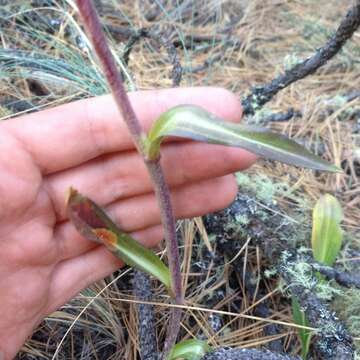 Hymenoxys integrifolia (Kunth) M. W. Bierner的圖片