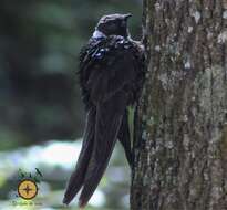 Image of White-naped Swift