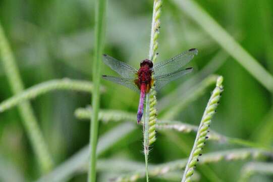 Sivun Erythrodiplax fusca (Rambur 1842) kuva