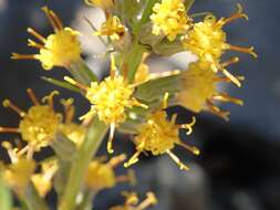 Image de Rainiera stricta (Greene) Greene