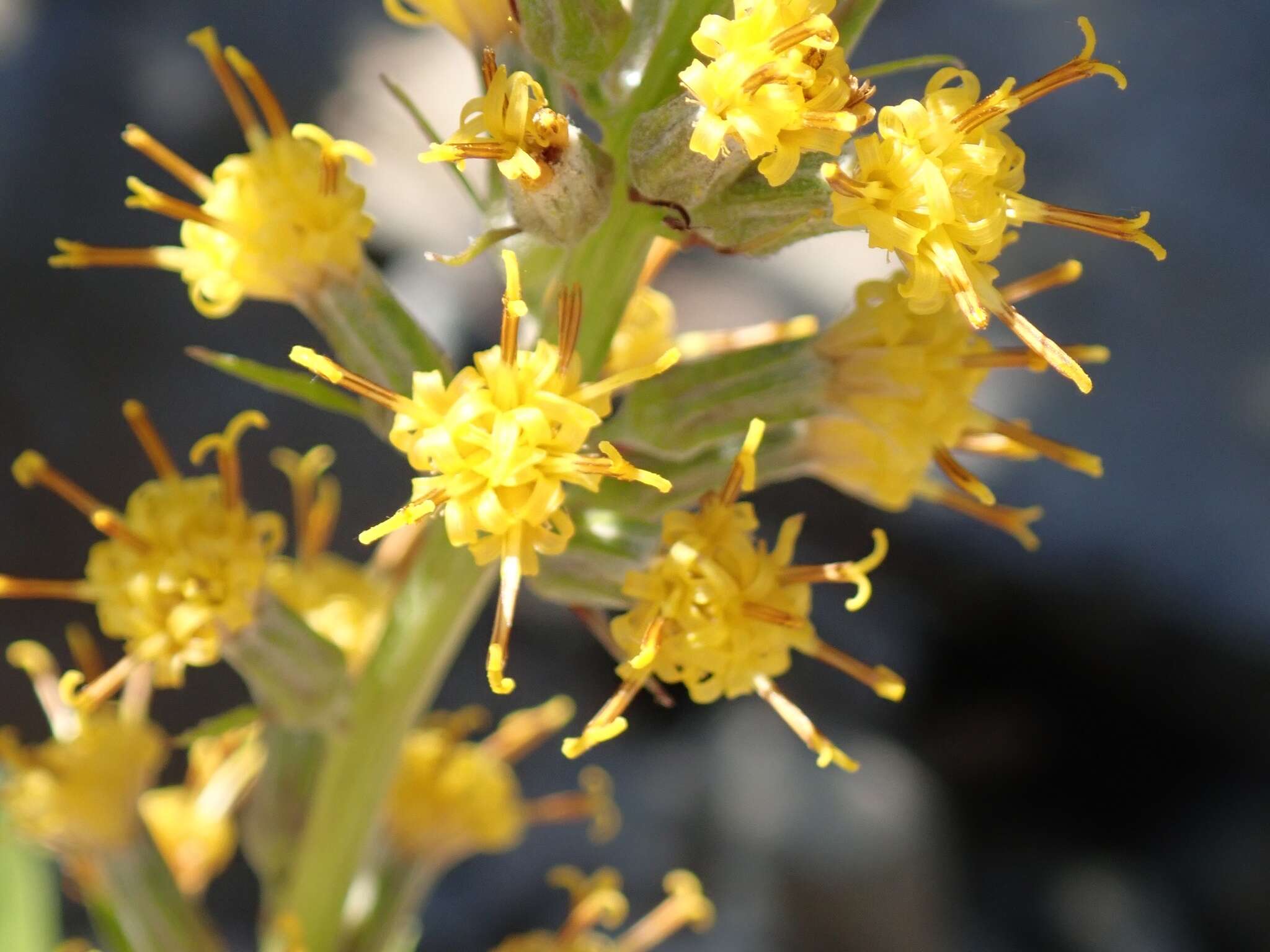 Image de Rainiera stricta (Greene) Greene