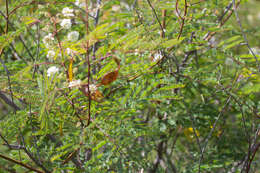 Imagem de Acaciella glauca (L.) L. Rico