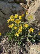 Image of Arnica griscomii Fern.