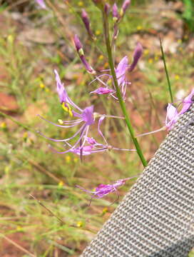 Image of Sieruela maculata (Sond.) Roalson & J. C. Hall