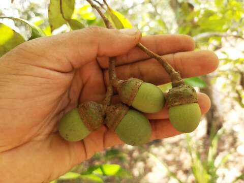 Image of <i>Aniba rosaeodora</i> var. <i>amazonica</i> Ducke