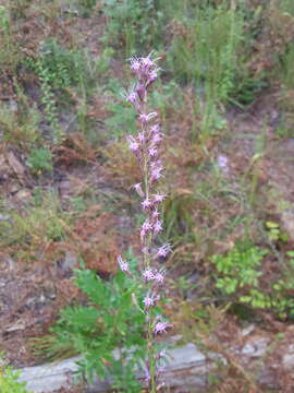 Image of Liatris laevigata Nutt.