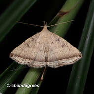 Image of Lysimelia lucida Galsworthy 1997