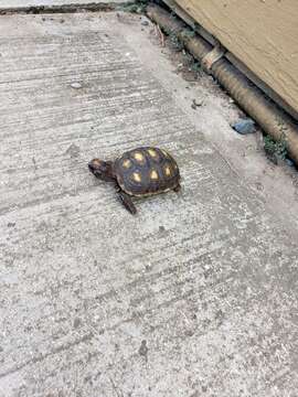 Image of Red-footed Tortoise