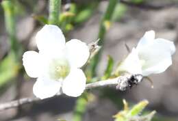 Image of Orianthera spermacocea (F. Muell.) C. S. P. Foster & B. J. Conn