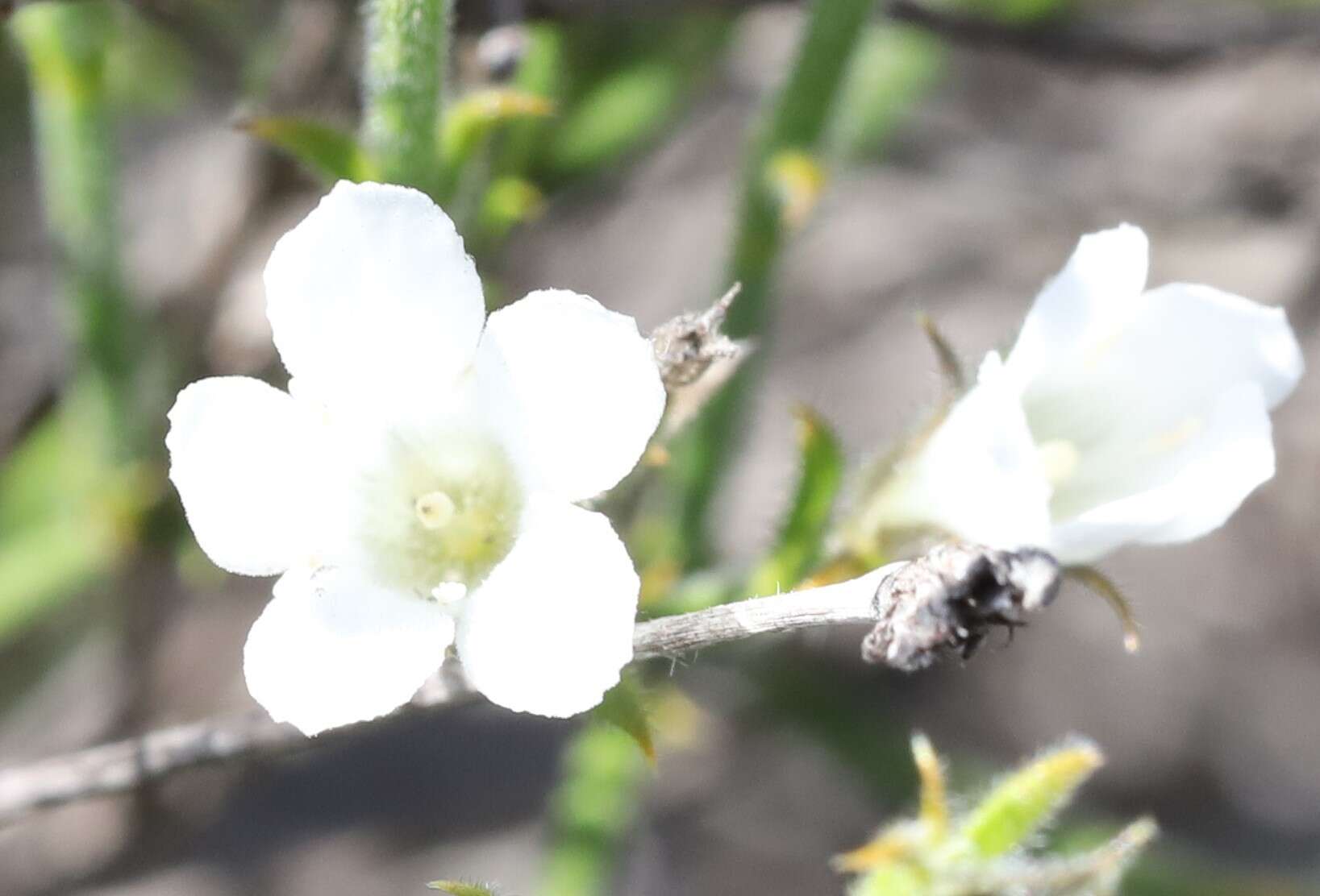 Image of Orianthera spermacocea (F. Muell.) C. S. P. Foster & B. J. Conn