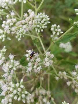 Image of <i>Macrosiagon limbatum</i>