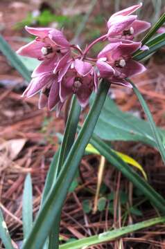 Image of Asclepias circinalis (Decne.) R. E. Woodson