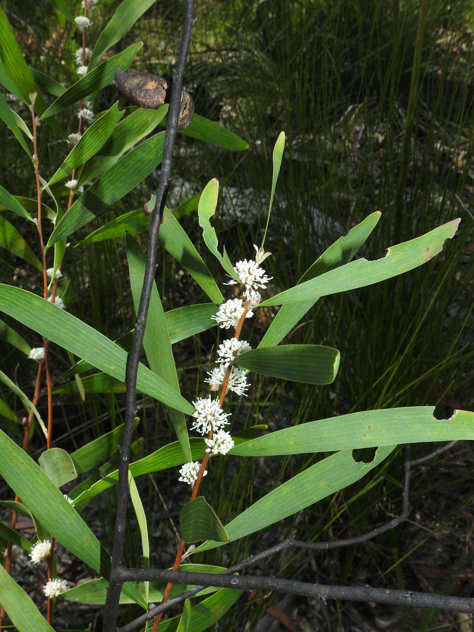 Imagem de Hakea benthamii I. M. Turner