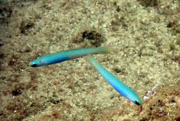 Image of Lyre-tail dart goby