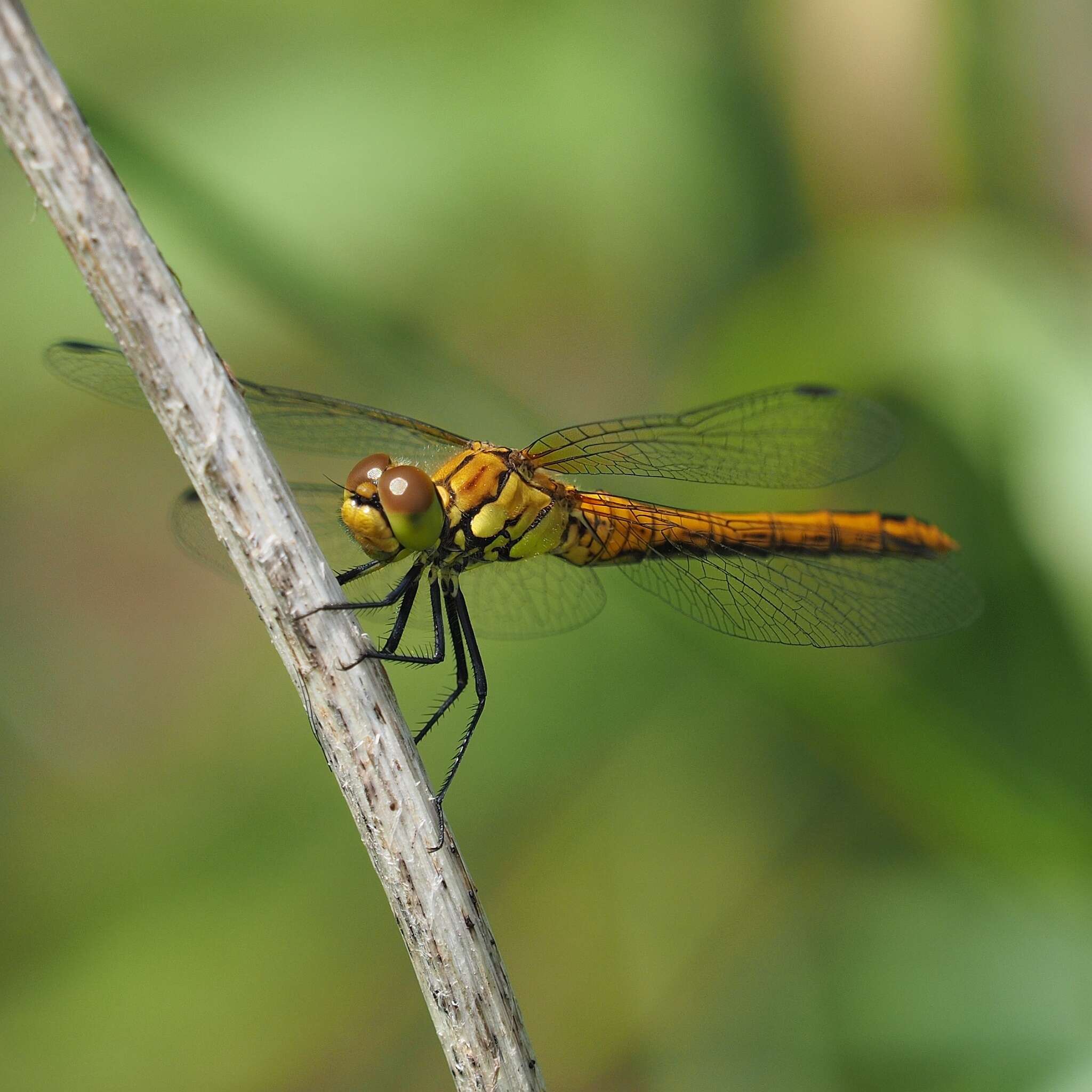 Image of Ruddy Darter