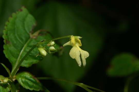 Impatiens racemosa DC. resmi