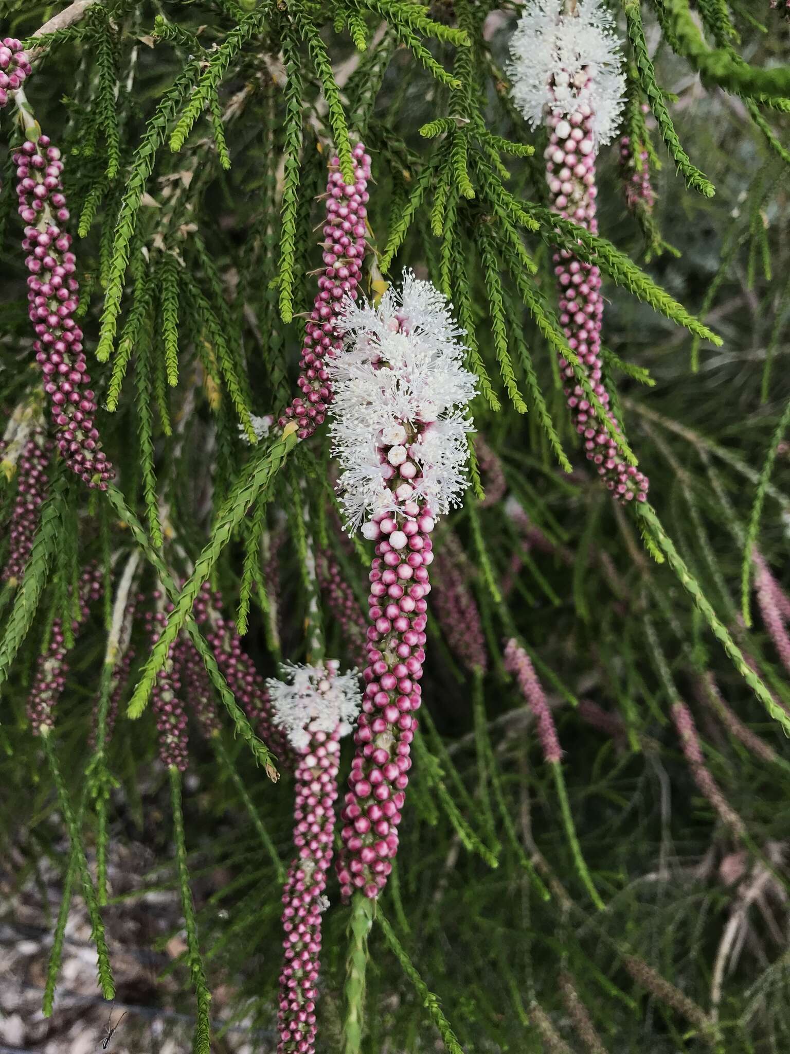 Sivun Melaleuca huegelii Endl. kuva