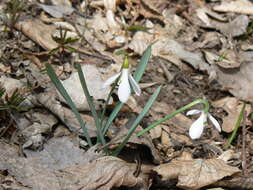 Image of Galanthus angustifolius Koss