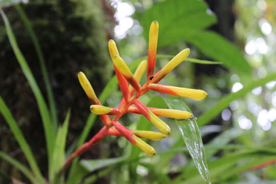 Image of Guzmania sprucei (André) L. B. Sm.