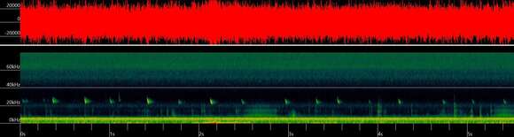 Image of Meridional serotine