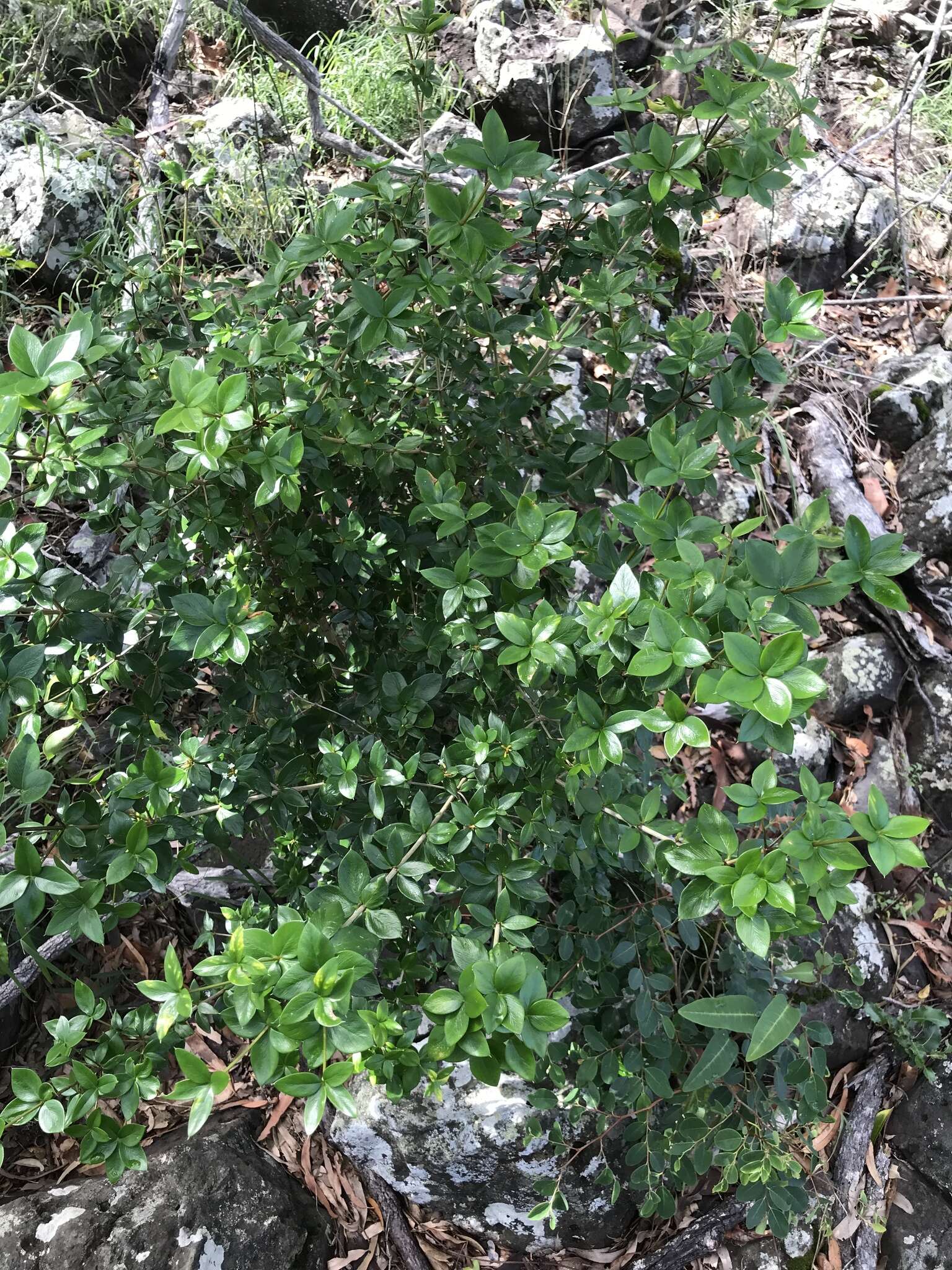 Image of Alyxia ilicifolia subsp. magnifolia (Bailey) P. I. Forster