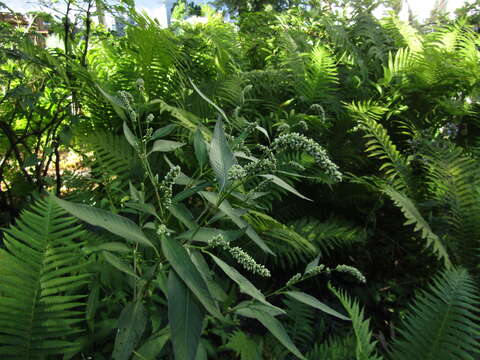 Image of Persicaria lapathifolia subsp. lapathifolia