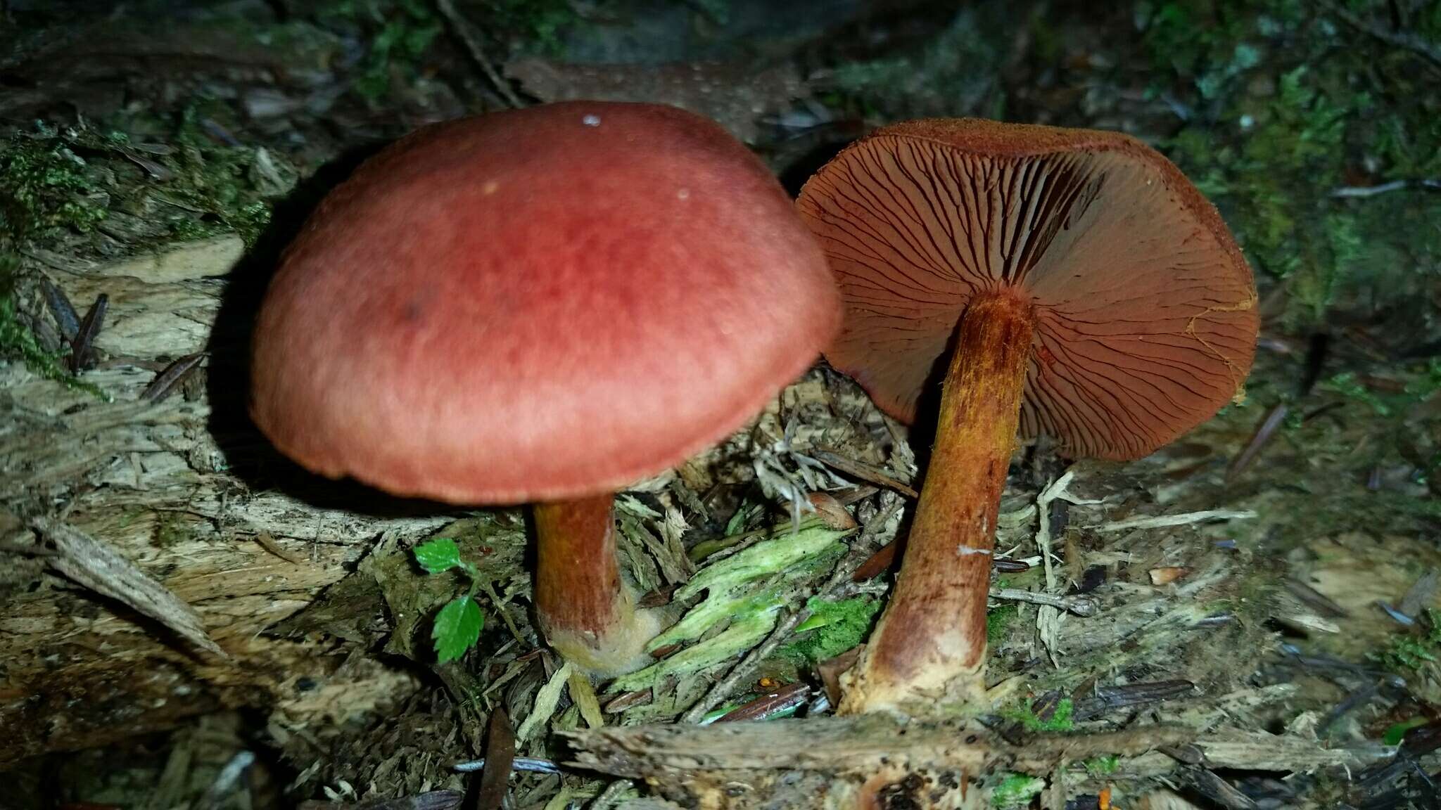 Image of Cortinarius harrisonii Ammirati, Niskanen & Liimat. 2013