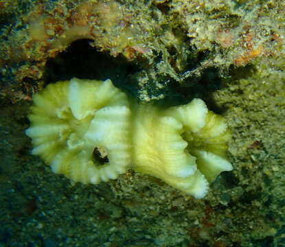 Image of Phaceloid fleshy hard coral