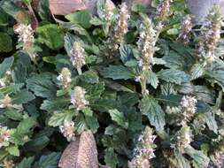 Image of Ajuga nipponensis Makino