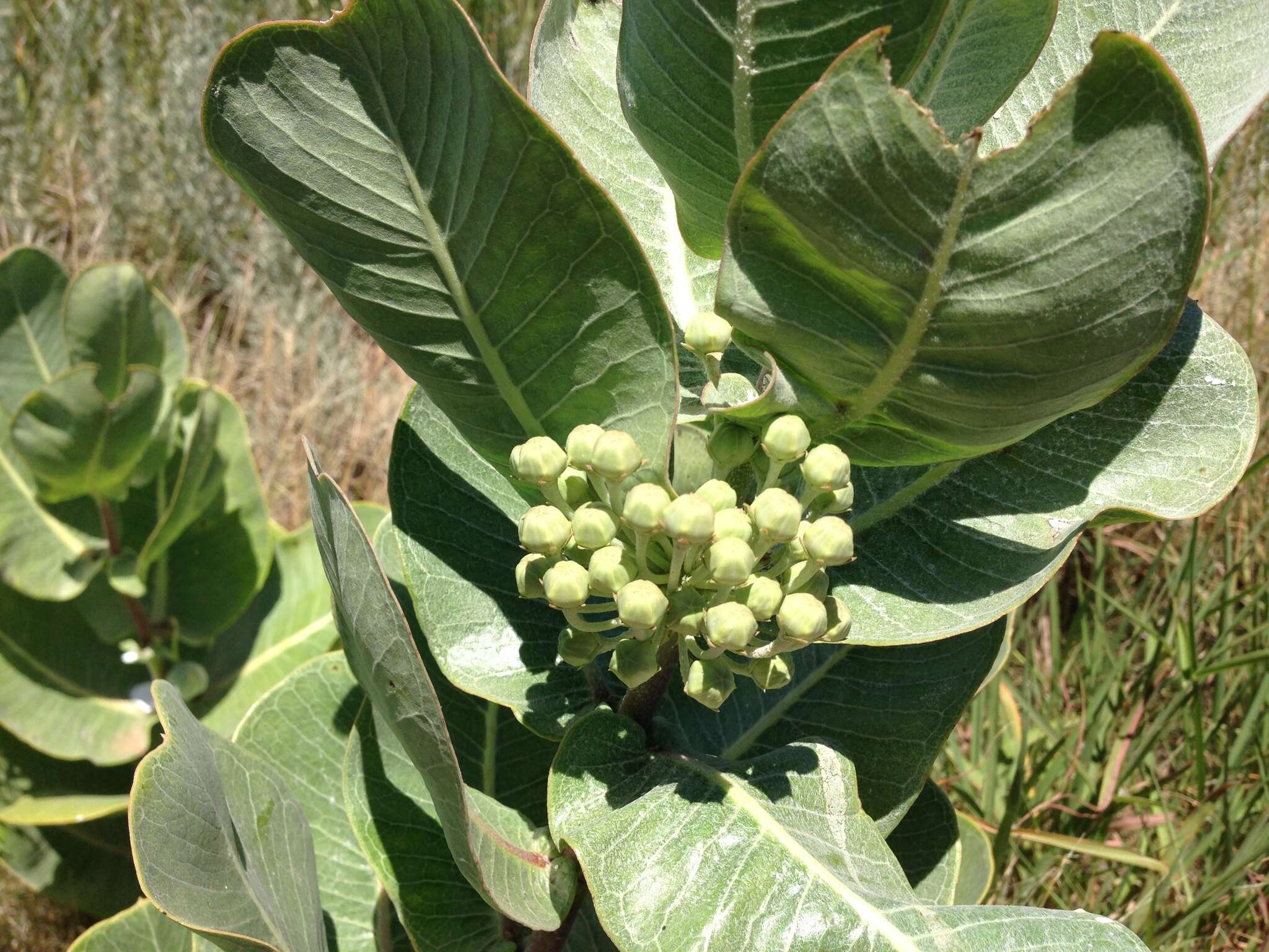 Image of broadleaf milkweed