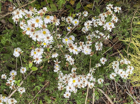 Image of Florida water aster