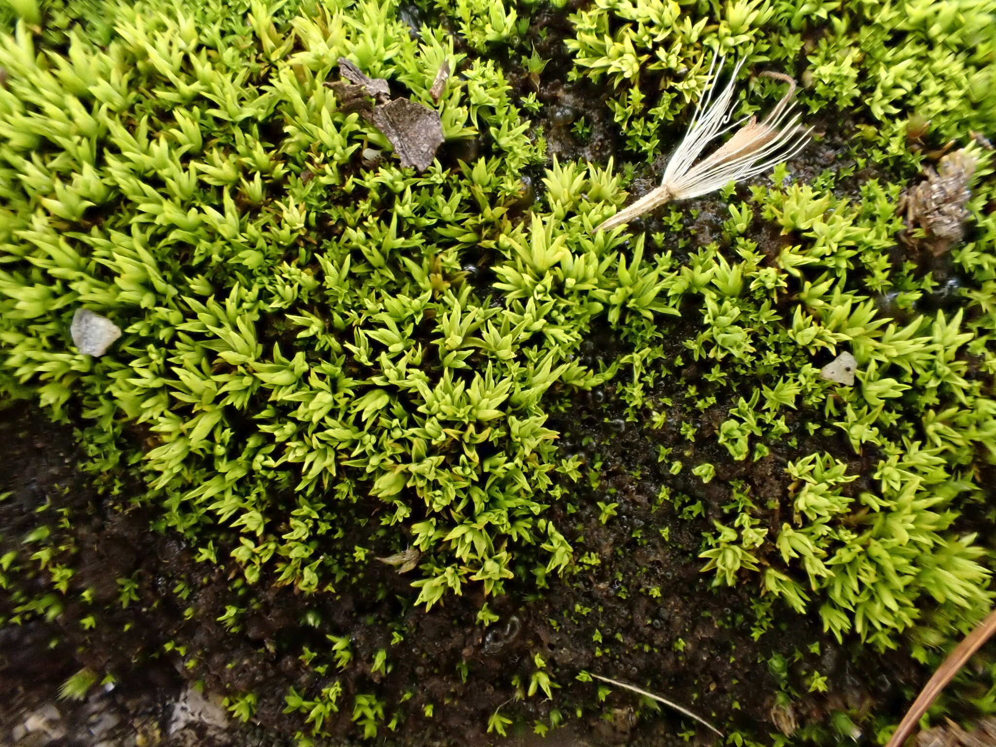 Image of tortella moss