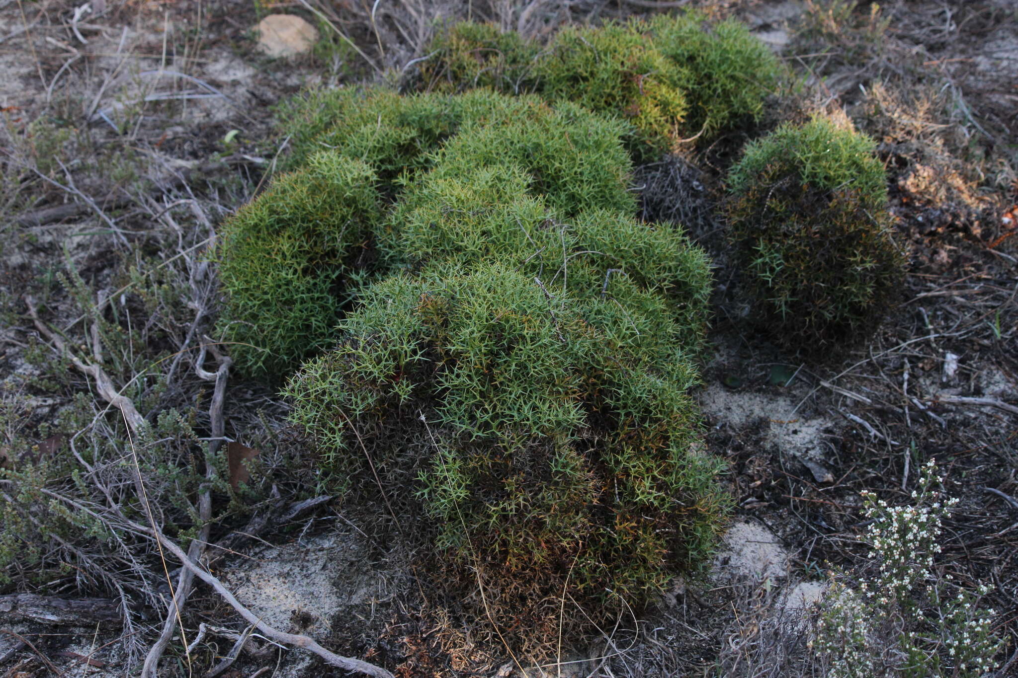 Imagem de Isopogon ceratophyllus R. Br.