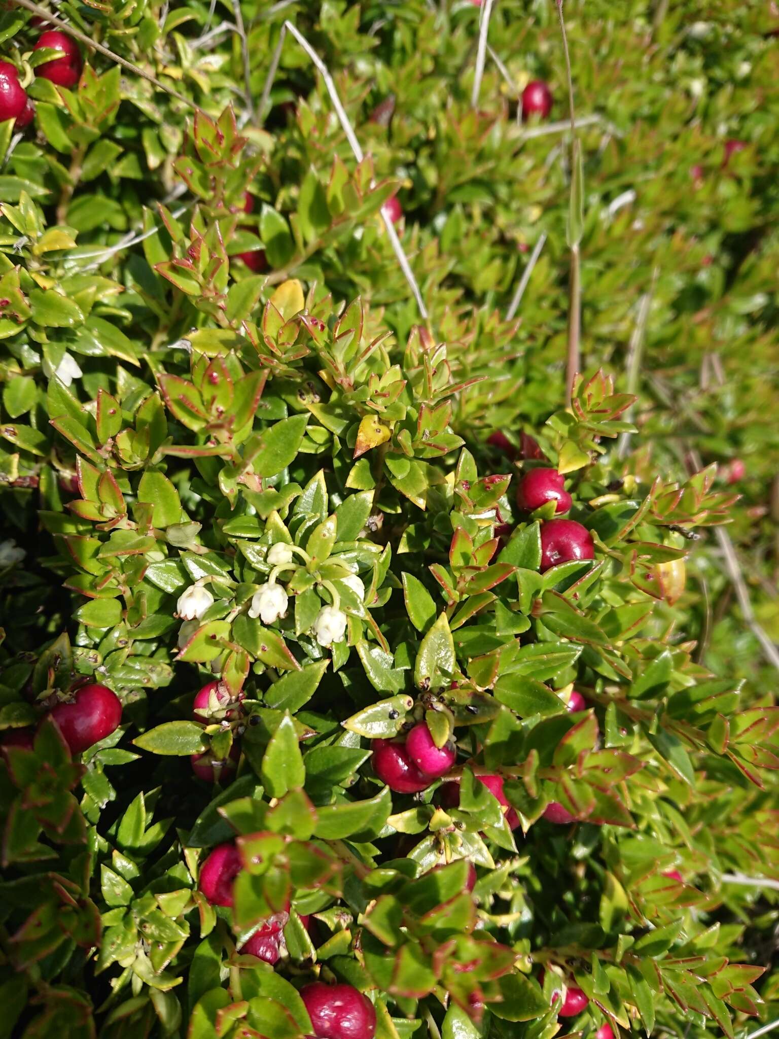 Image of Gaultheria mucronata (L. fil.) E. J. Remy