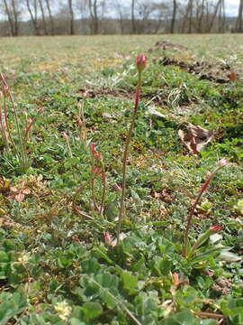 Image of Armeria arenaria (Pers.) Schult.